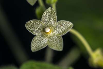 Milkvine May 2026